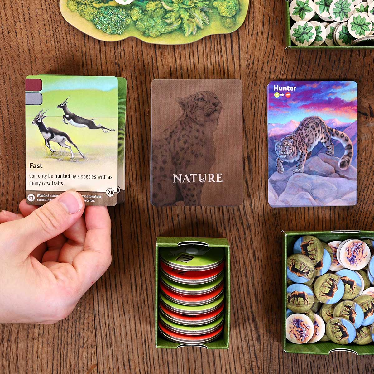 North Star Games Nature gioco da tavolo strategico 1-4 giocatori