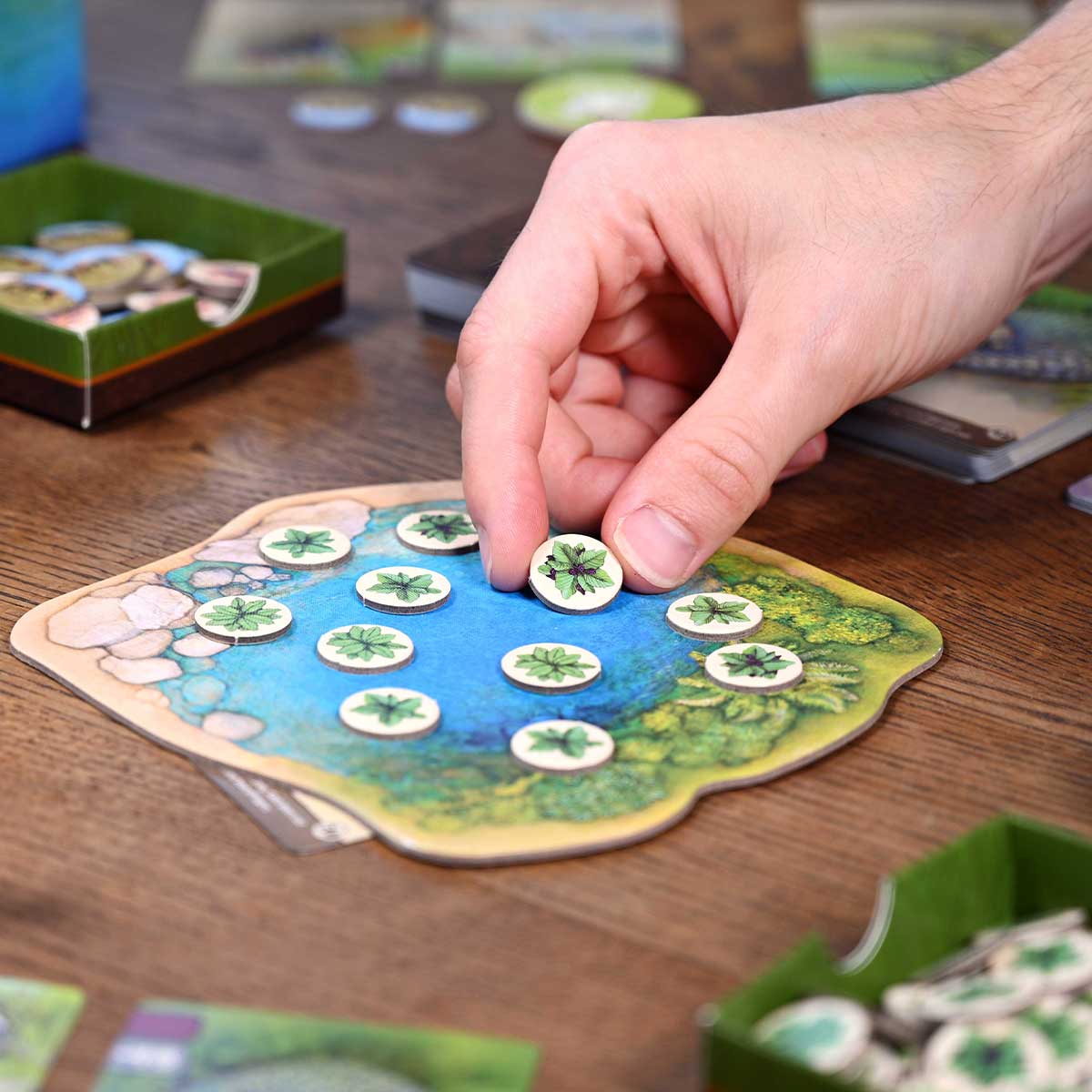 North Star Games Nature gioco da tavolo strategico 1-4 giocatori